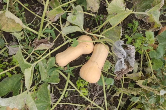 Гарбуз Матильда для переработки- фото № 3