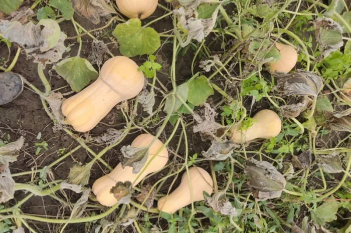 Гарбуз Матильда для переработки- фото № 4