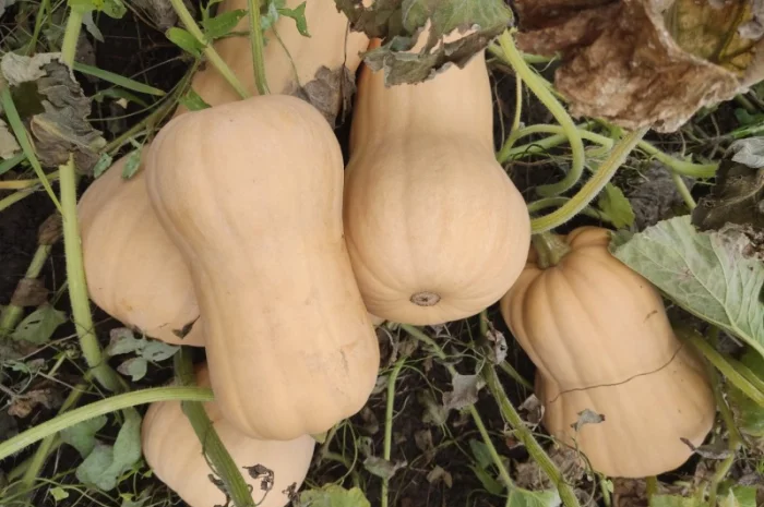 Гарбуз Матильда для переработки- фото № 5