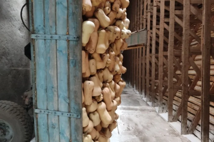 Гарбуз Матильда для переработки- фото № 6