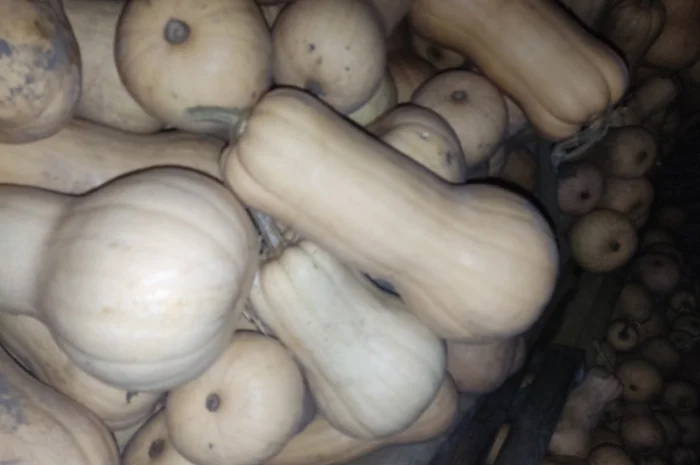 Гарбуз Матильда для переработки- фото № 8