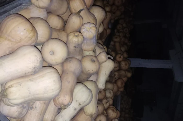 Гарбуз Матильда для переработки- фото № 9