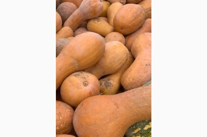 Продажа Гарбуз Лунга діє наполі- фото № 1