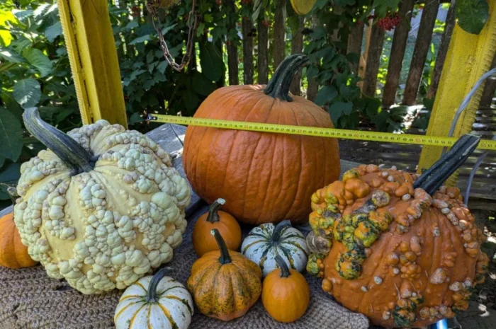 Продаю тыквы на Хеллоуин- фото № 1