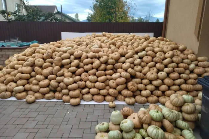 Гарбузи різних сортів на продаж- фото № 2