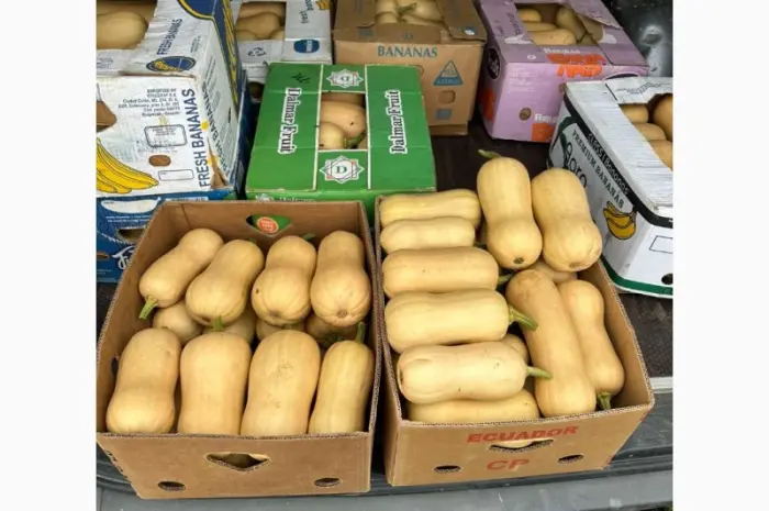 Гарбузи різних сортів на продаж- фото № 3
