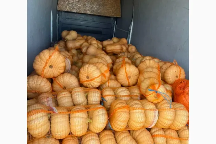 Гарбузи різних сортів на продаж- фото № 4