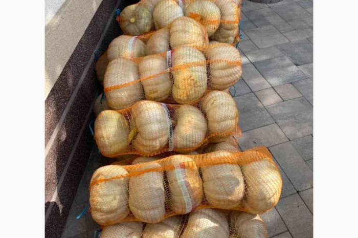 Тыквы различных сортов на продажу- фото № 5