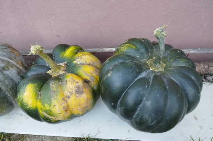 Гарбуз на кашу на продаж- фото № 1