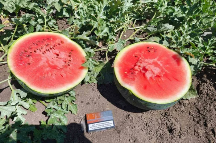 Продаю кавун сорт Лузітана и диню сорт Нево- фото № 1