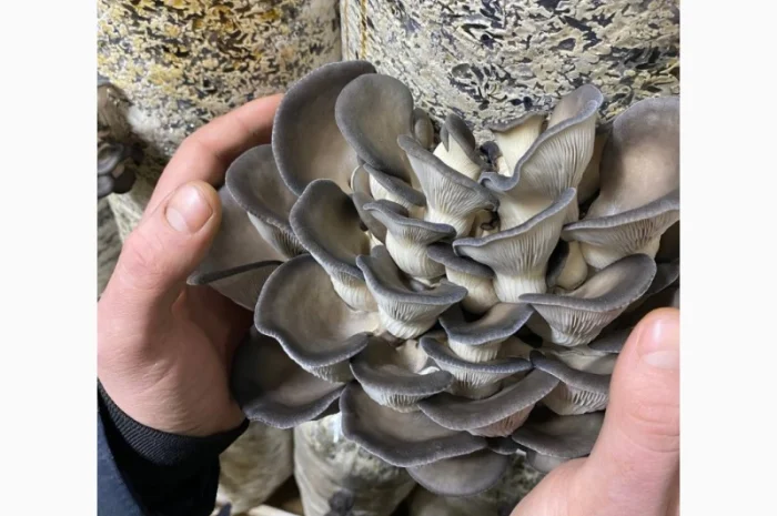 Пропоную Гриби Глива на продаж- фото № 2