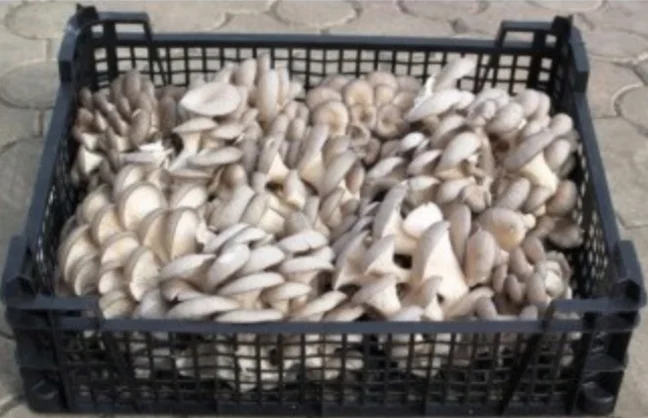 Куплю свежие вешенки оптом- фото № 1