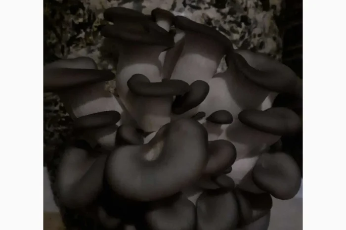 Куплю свежие вешенки оптом- фото № 2