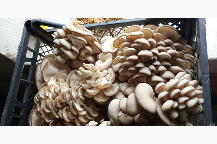 Продажа вешенки с доставкой- фото № 2