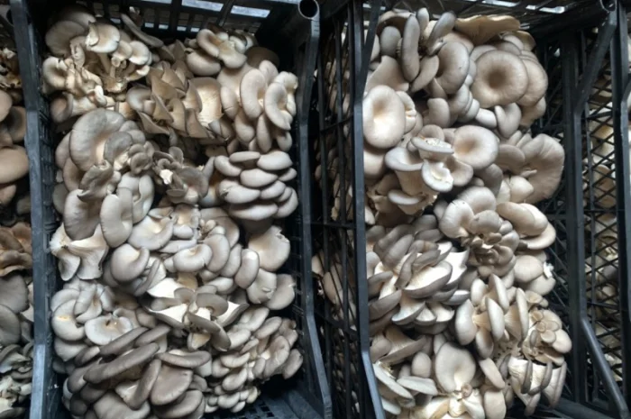 Продаж грибів глива- фото № 1