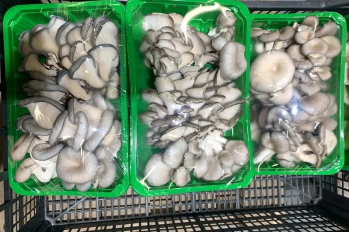 Продаж грибів глива- фото № 2