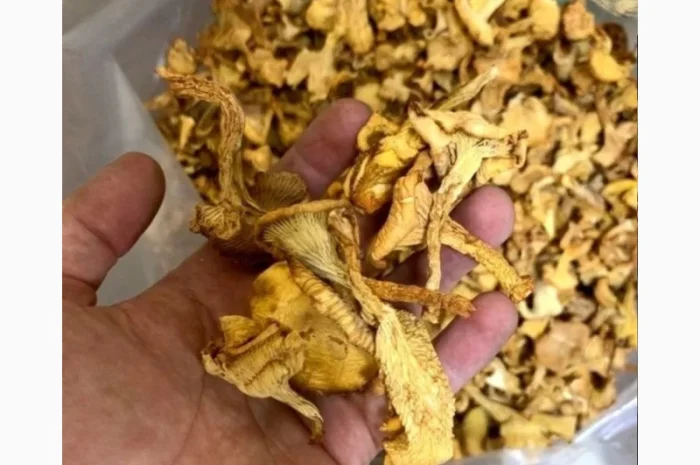 Гриби білі сушені для продажу- фото № 1