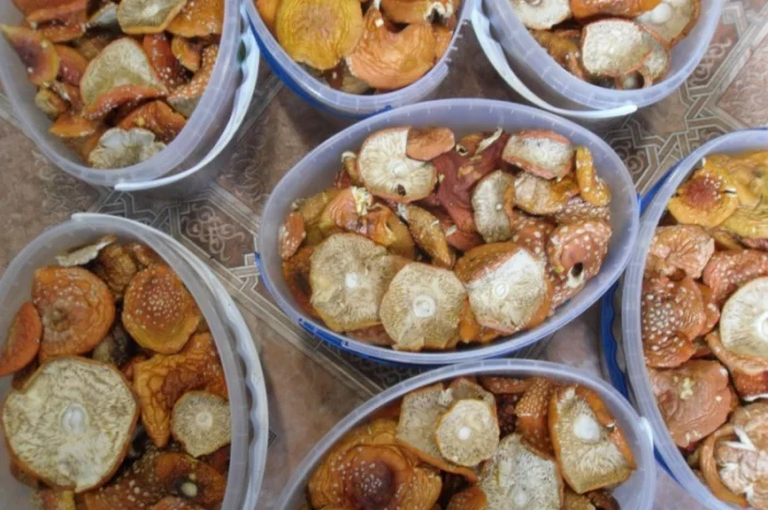 Продажа сушеного мухомора червоного- фото № 2