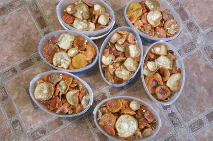 Продажа сушеного мухомора червоного- фото № 3