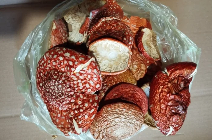 Сушеный красный мухомор по оптовым ценам- фото № 1