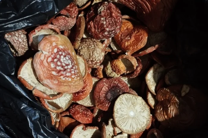 Сушеный красный мухомор по оптовым ценам- фото № 4