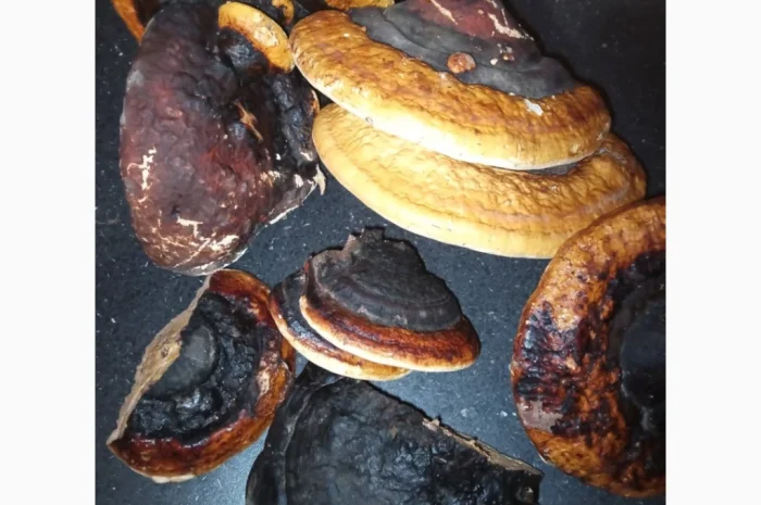 Продажа сушеных мухоморов- фото № 6