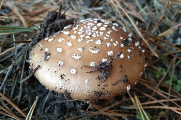 Сушені мухомори пантерні на продаж- фото № 4