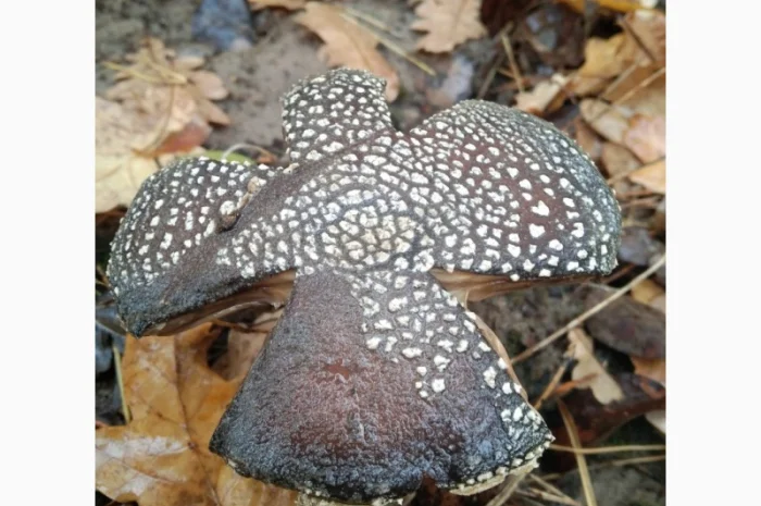 Сушені мухомори пантерні на продаж- фото № 2