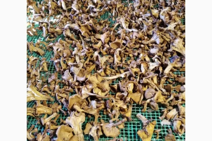 Сушеные грибы лисички на продажу- фото № 2