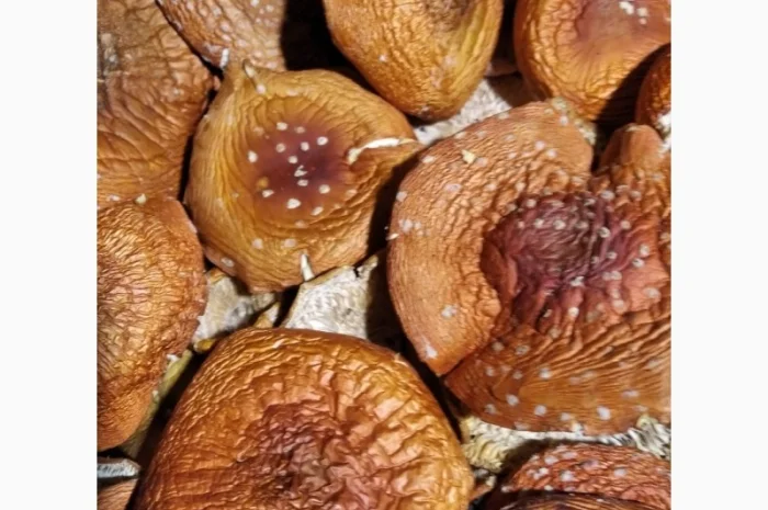 Пропонуються сушені капелюшки червоного мухомора- фото № 2