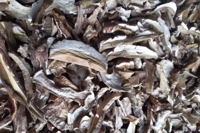 Куплю білі сушені гриби- фото № 1