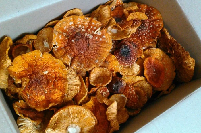 Мухомор сушений - лікувальні властивості та смак- фото № 2