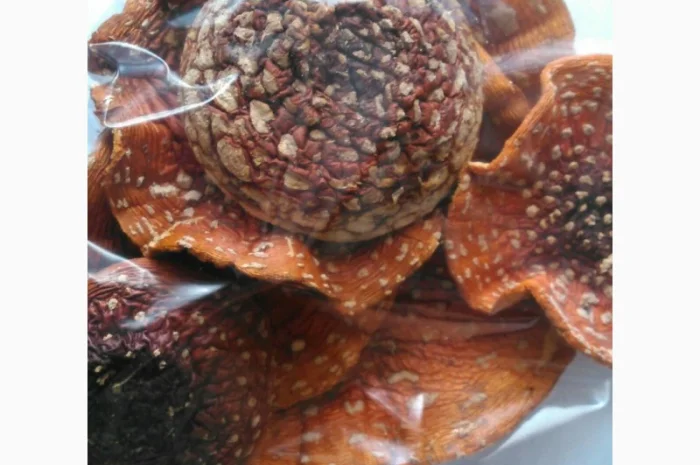 Мухомор сушений - лікувальні властивості та смак- фото № 1