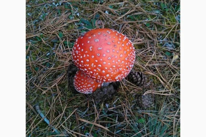 Мухомор сушений - лікувальні властивості та смак- фото № 3