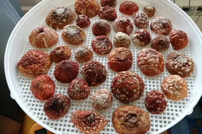 Мухомор червоний сушений відбірний- фото № 1