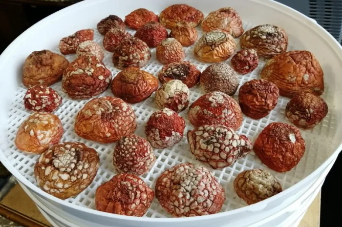 Мухомор червоний сушений відбірний- фото № 2