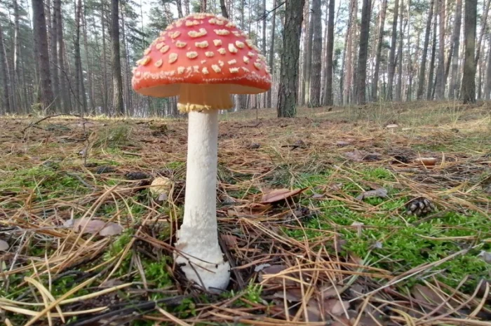 Мухомор червоний сушений відбірний- фото № 4