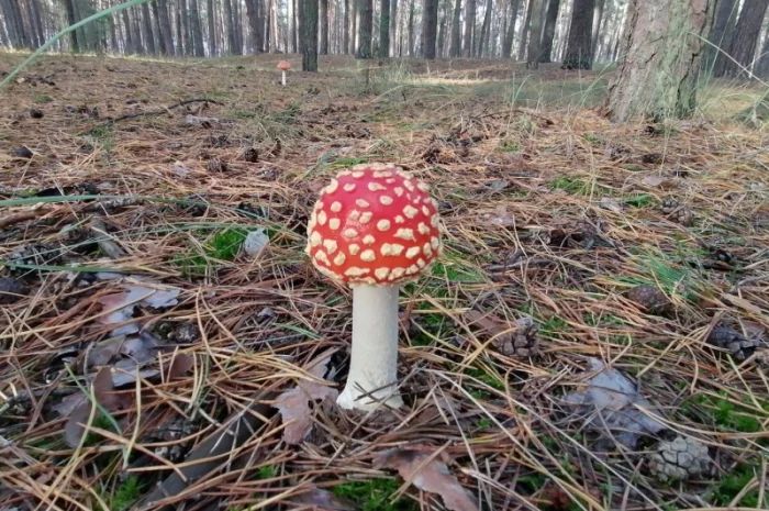 Мухомор червоний сушений відбірний- фото № 5