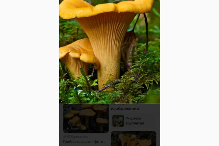 Покупка белых и лисичек сушеных- фото № 1