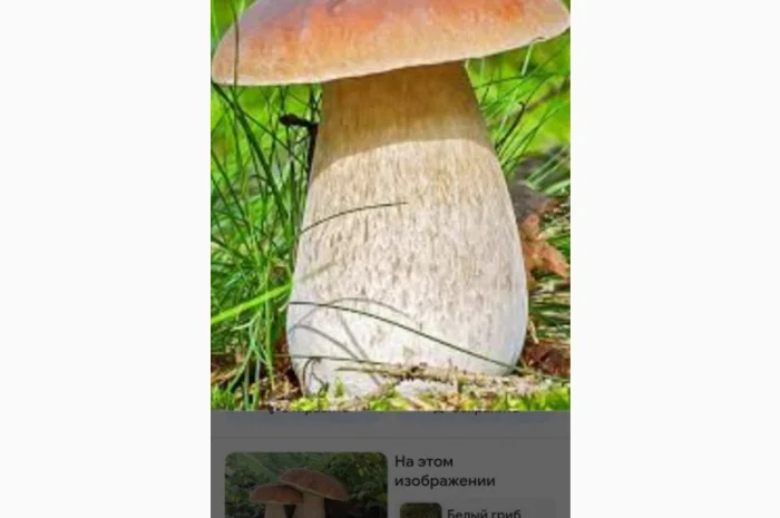 Покупка белых и лисичек сушеных- фото № 2