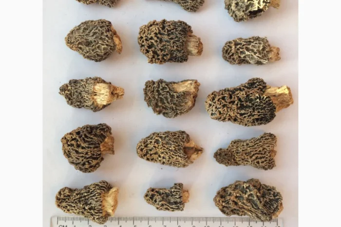 Сморчки сушеные 2025 года на продажу- фото № 7