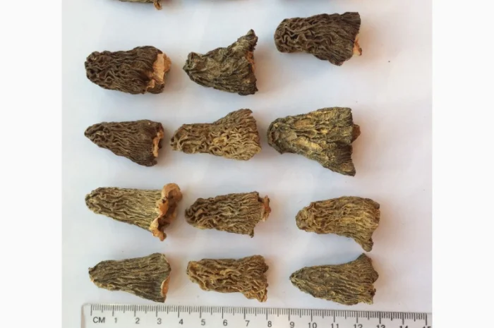 Сморчки сушеные 2025 года на продажу- фото № 5