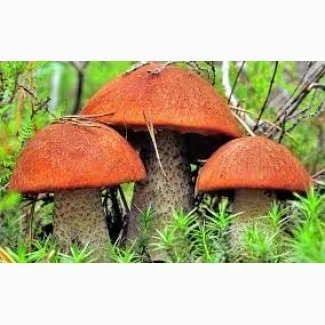 Продаж сушених грибів підосиновиків- фото № 1