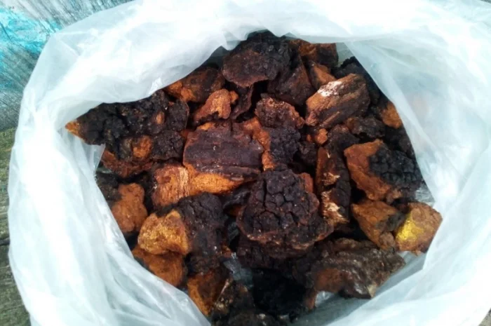 Чага березова сушена на продаж- фото № 2