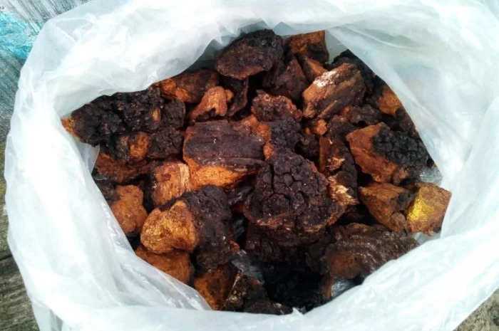 Чага березова сушена на продаж- фото № 3