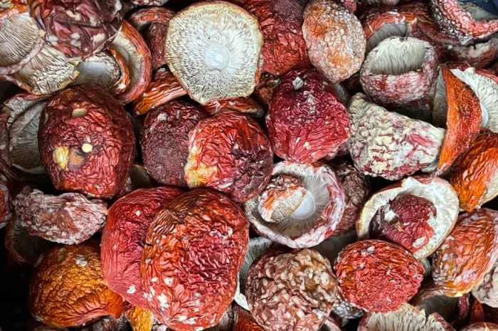 Сушені мухомори першого сорту- фото № 1