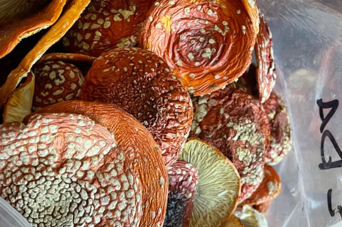 Сушені мухомори першого сорту- фото № 2