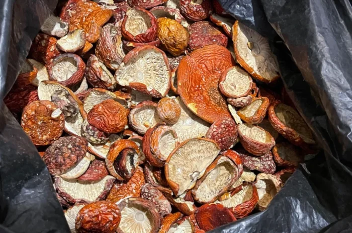 Сушені мухомори першого сорту- фото № 3