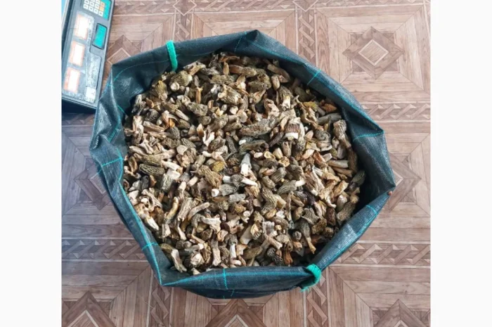 Сушені гриби зморшки на продаж- фото № 2