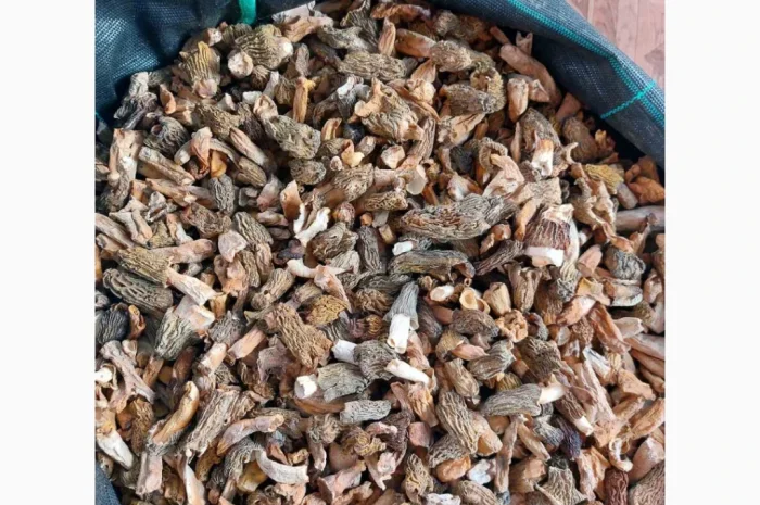 Сушені гриби зморшки на продаж- фото № 3